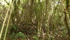 Regrowth forest