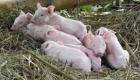 8piglets